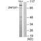 Zinc Finger Protein 337 antibody, A15048, Boster Biological Technology, Western Blot image 