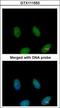 Fas Associated Factor 1 antibody, GTX111553, GeneTex, Immunocytochemistry image 