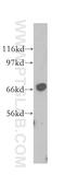 Sec1 Family Domain Containing 1 antibody, 12569-1-AP, Proteintech Group, Western Blot image 