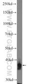 PVR Related Immunoglobulin Domain Containing antibody, 21448-1-AP, Proteintech Group, Western Blot image 