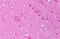 Potassium Voltage-Gated Channel Subfamily J Member 12 antibody, MBS245970, MyBioSource, Immunohistochemistry frozen image 