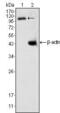 Death Domain Associated Protein antibody, MA5-15552, Invitrogen Antibodies, Western Blot image 