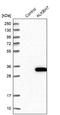 Spermatogenesis cell proliferation-related protein antibody, NBP2-38450, Novus Biologicals, Western Blot image 