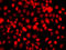 Tll antibody, 14-946, ProSci, Immunofluorescence image 