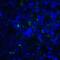 TNF Superfamily Member 14 antibody, RF16063, ProSci, Immunofluorescence image 