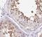 UPF3B Regulator Of Nonsense Mediated MRNA Decay antibody, FNab09272, FineTest, Immunohistochemistry frozen image 