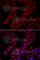 Chaperonin Containing TCP1 Subunit 4 antibody, A6548, ABclonal Technology, Immunofluorescence image 