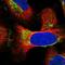 Mitochondrial Ribosomal Protein S18B antibody, PA5-60384, Invitrogen Antibodies, Immunofluorescence image 