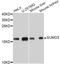 Small ubiquitin-related modifier 3 antibody, A10896, ABclonal Technology, Western Blot image 