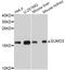 Small Ubiquitin Like Modifier 3 antibody, A10896, ABclonal Technology, Western Blot image 