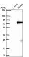 ACOX2 antibody, NBP2-57292, Novus Biologicals, Western Blot image 