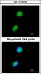 Lysine Acetyltransferase 5 antibody, LS-C109474, Lifespan Biosciences, Immunofluorescence image 