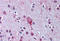 Lysophosphatidic Acid Receptor 4 antibody, MBS241437, MyBioSource, Immunohistochemistry paraffin image 