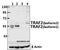 TNF receptor-associated factor 2 antibody, A00400S11, Boster Biological Technology, Western Blot image 