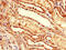 Neuregulin 4 antibody, LS-C394675, Lifespan Biosciences, Immunohistochemistry paraffin image 