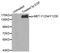 c-met antibody, STJ22296, St John