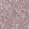 Docking Protein 6 antibody, NBP2-32609, Novus Biologicals, Immunohistochemistry paraffin image 
