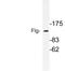 Fibroblast Growth Factor Receptor 1 antibody, LS-C177668, Lifespan Biosciences, Western Blot image 