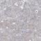 TRNA Methyltransferase 2 Homolog B antibody, HPA035120, Atlas Antibodies, Immunohistochemistry frozen image 