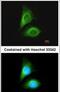 Serine/Threonine Kinase 24 antibody, PA5-28581, Invitrogen Antibodies, Immunofluorescence image 