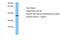 Aldose reductase-related protein 2 antibody, ARP93070_P050, Aviva Systems Biology, Western Blot image 