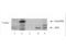 Bifunctional polynucleotide phosphatase/kinase antibody, A03566, Boster Biological Technology, Western Blot image 