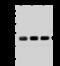 Actin filament-associated protein 1-like 2 antibody, 203890-T38, Sino Biological, Western Blot image 