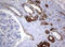BCL2 Interacting Protein 1 antibody, M09220-1, Boster Biological Technology, Immunohistochemistry paraffin image 