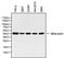 Beta-Actin antibody, MA1-140, Invitrogen Antibodies, Western Blot image 