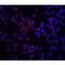 Receptor Interacting Serine/Threonine Kinase 2 antibody, LS-C296, Lifespan Biosciences, Immunofluorescence image 