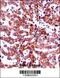 Integrin Subunit Beta 5 antibody, 57-409, ProSci, Immunohistochemistry paraffin image 