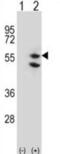 Tu Translation Elongation Factor, Mitochondrial antibody, abx027088, Abbexa, Western Blot image 