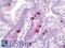Choline O-Acetyltransferase antibody, LS-B10552, Lifespan Biosciences, Immunohistochemistry frozen image 