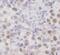 Tudor and KH domain-containing protein antibody, FNab08580, FineTest, Immunohistochemistry frozen image 