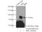 SKI Like Proto-Oncogene antibody, 19218-1-AP, Proteintech Group, Immunoprecipitation image 