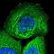 Importin 4 antibody, NBP1-89841, Novus Biologicals, Immunocytochemistry image 
