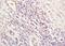 Asialoglycoprotein Receptor 1 antibody, orb221326, Biorbyt, Immunohistochemistry paraffin image 