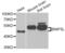 BCL2 Interacting Protein 3 Like antibody, abx004801, Abbexa, Western Blot image 