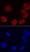 DEK Proto-Oncogene antibody, MAB70201, R&D Systems, Immunofluorescence image 