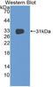 CD1e Molecule antibody, LS-C314709, Lifespan Biosciences, Western Blot image 