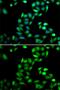 Programmed Cell Death 6 antibody, GTX33394, GeneTex, Immunofluorescence image 