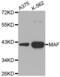 MAF BZIP Transcription Factor antibody, abx002609, Abbexa, Western Blot image 