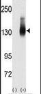 Jagged Canonical Notch Ligand 2 antibody, PA5-13136, Invitrogen Antibodies, Western Blot image 