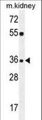 KLF14 antibody, LS-C165553, Lifespan Biosciences, Western Blot image 