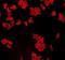 Matrix Metallopeptidase 2 antibody, orb101049, Biorbyt, Immunocytochemistry image 