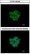 Acyl-CoA Thioesterase 11 antibody, GTX119129, GeneTex, Immunocytochemistry image 