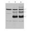 MYB Proto-Oncogene, Transcription Factor antibody, orb345642, Biorbyt, Western Blot image 