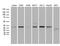 Mitochondrial Ribosomal Protein L44 antibody, MA5-27323, Invitrogen Antibodies, Western Blot image 