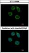 Carbohydrate Sulfotransferase 2 antibody, GTX119099, GeneTex, Immunofluorescence image 