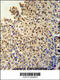 DIS3 Like Exosome 3'-5' Exoribonuclease antibody, 61-988, ProSci, Immunohistochemistry frozen image 
